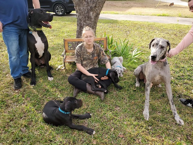 Diamond and dukes litter 