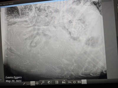 Sonogram