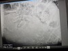 Sonogram